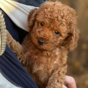 Jack (Toy poodle)