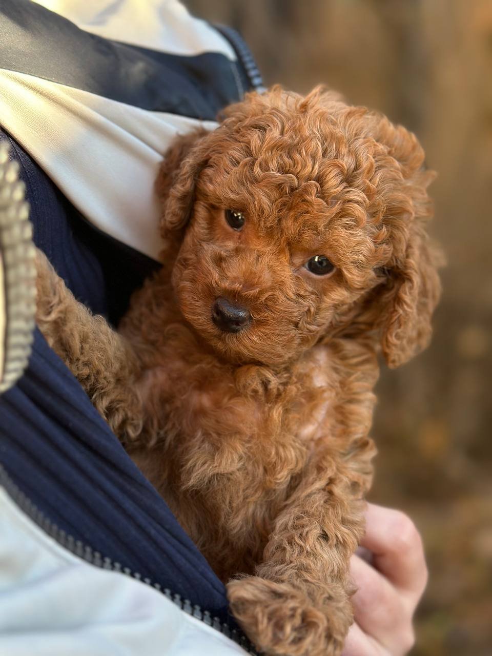 Jack (Toy poodle)