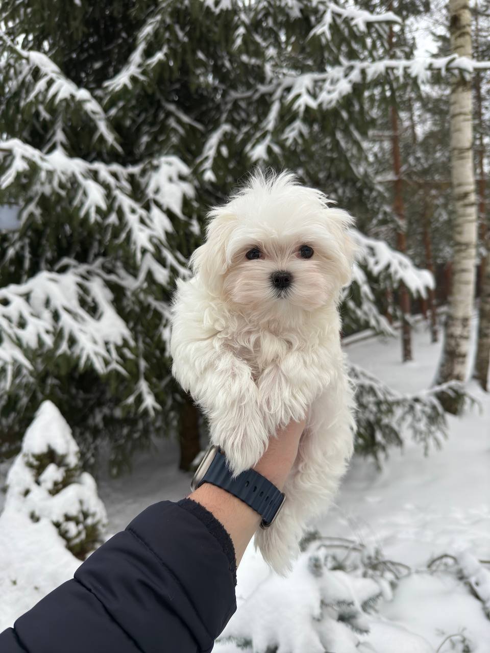 Ella (Maltese girl) - Image 6