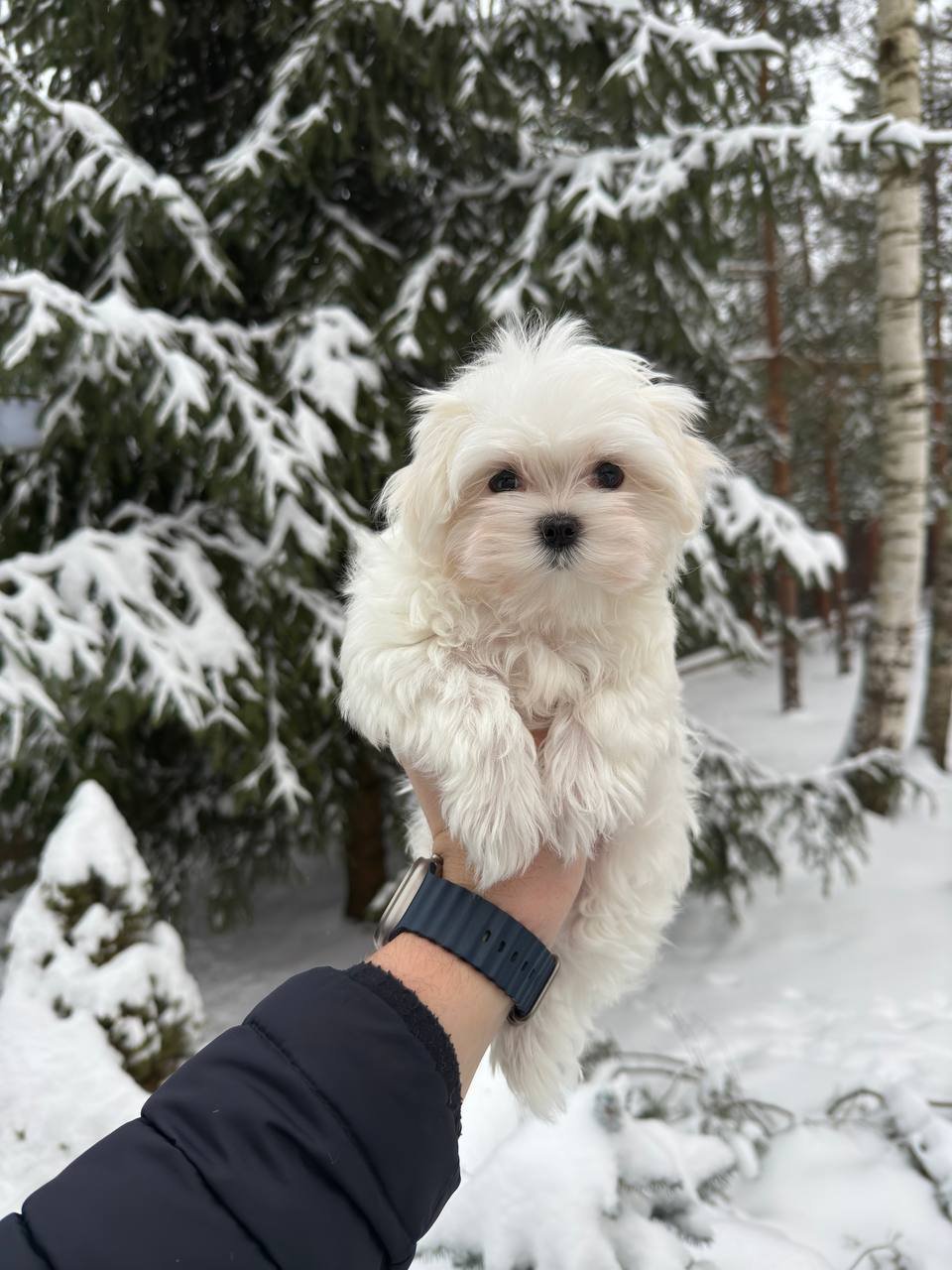 Ella (Maltese girl) - Image 3