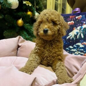 Maggie (Poodle,Girl)