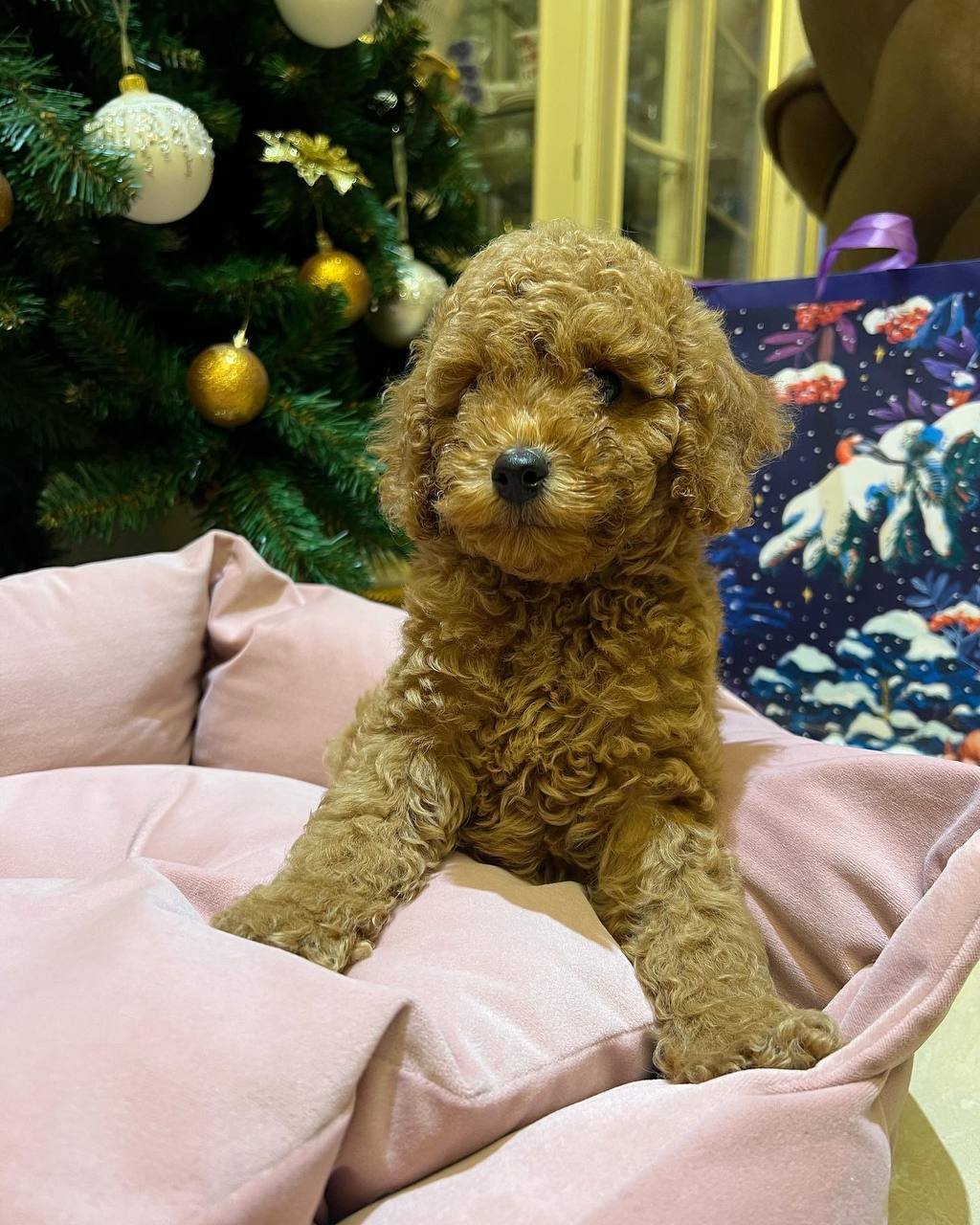 Maggie (Poodle,Girl)