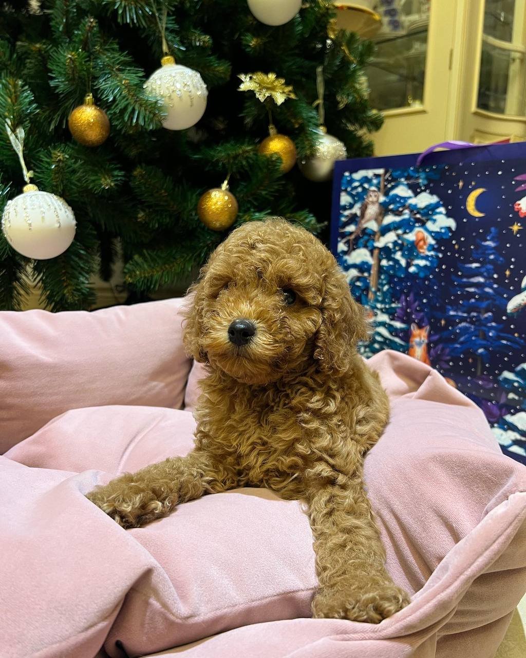 Maggie (Poodle,Girl) - Image 2