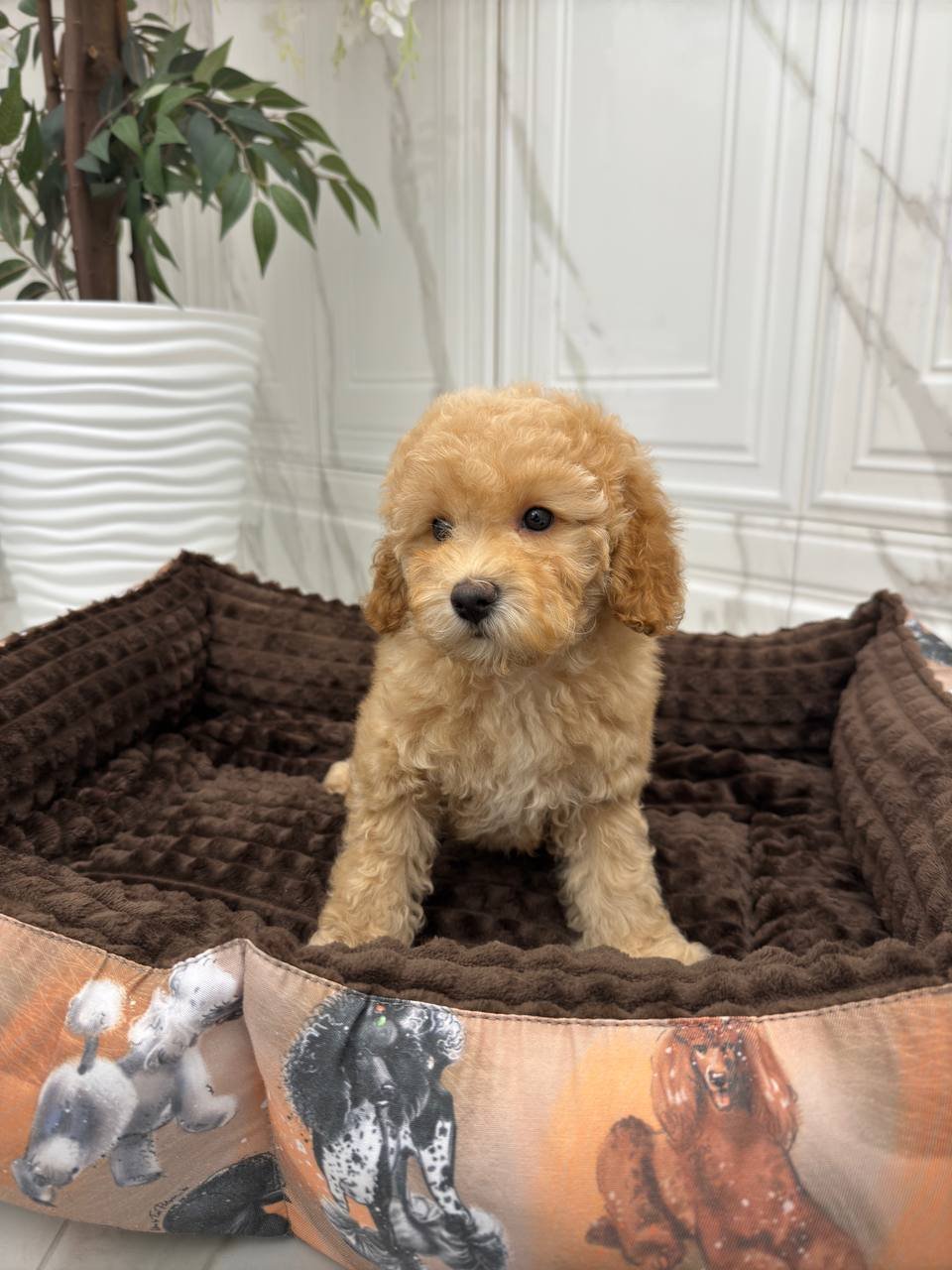 Ginna (poodle girl) - Image 3