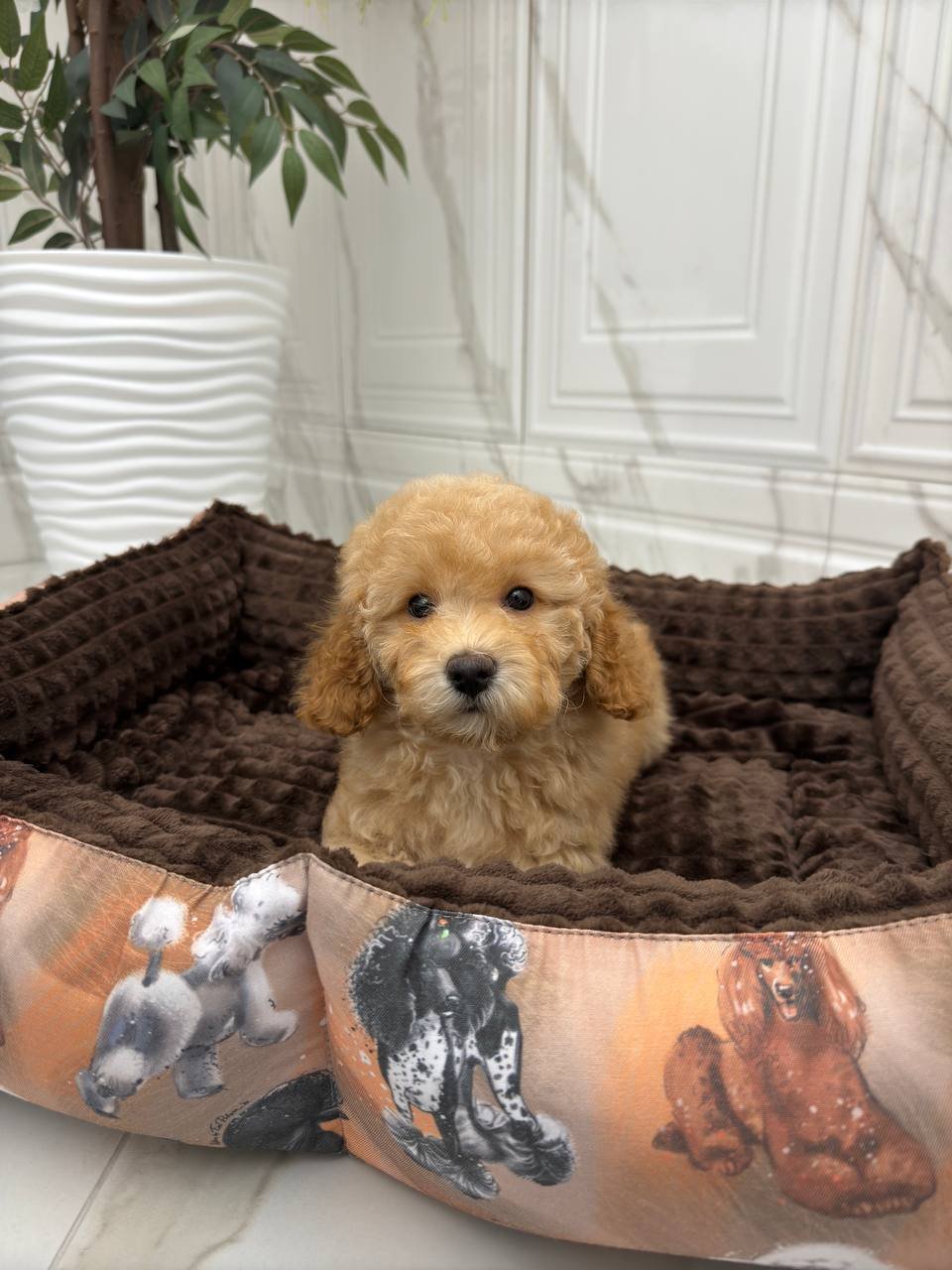 Ginna (poodle girl) - Image 4