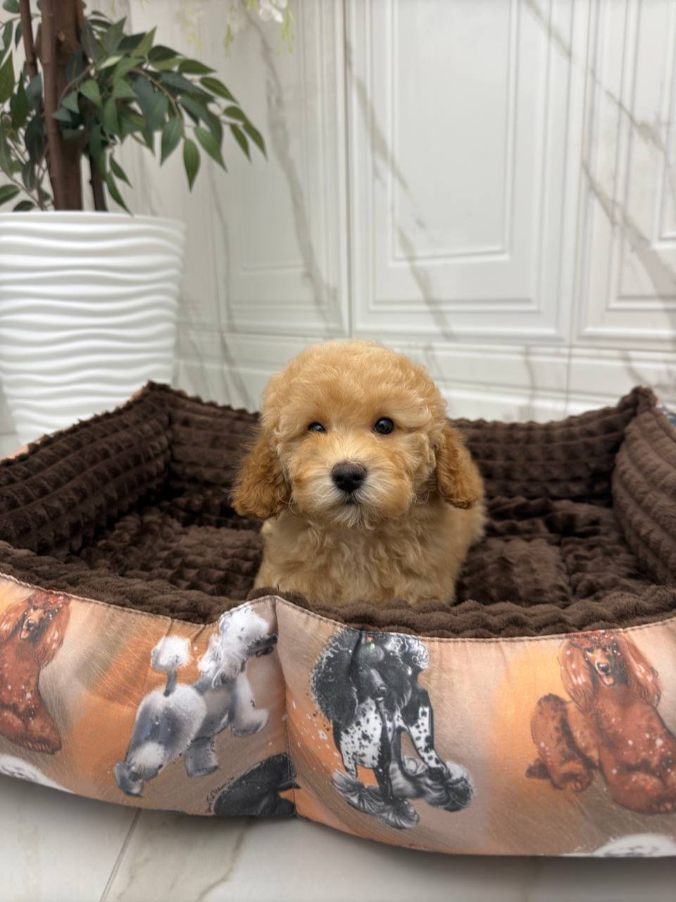 Ginna (poodle girl) - Image 5