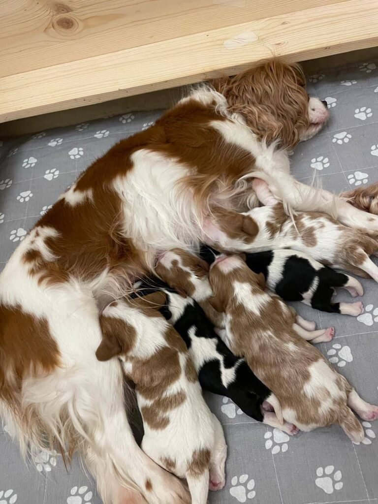 WhatsApp Image 2024-12-10 at 16.09.40_a43c9b45