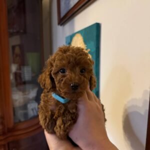 Toy poodle (Ella)