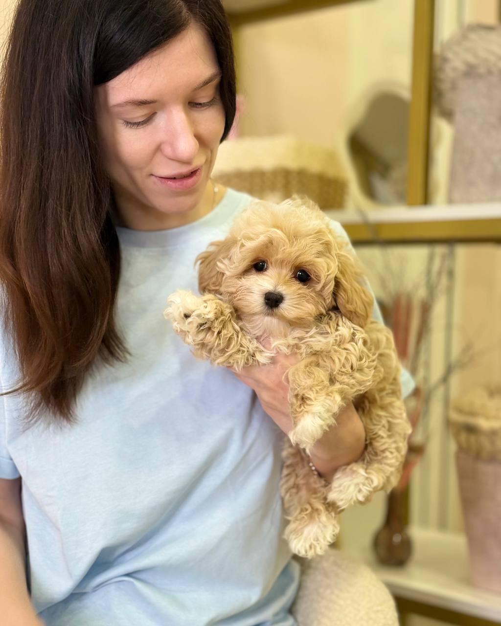 Athos(poodle) - Image 3