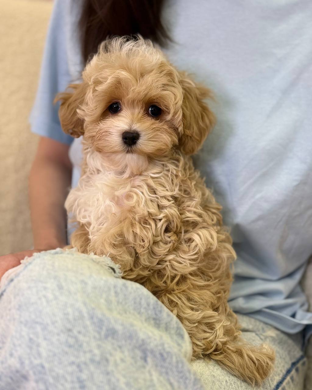 Athos(poodle) - Image 4